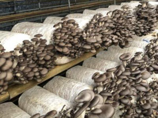 Quick Details Product Type: MUSHROOMS Whatsapp us directly at