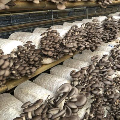 Quick Details Product Type: MUSHROOMS Whatsapp us directly at Whatsapp us directly at Whatsapp us directly at Oyster Mushroom Style: FROZEN Color: White