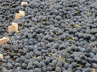Moldovan black grapes