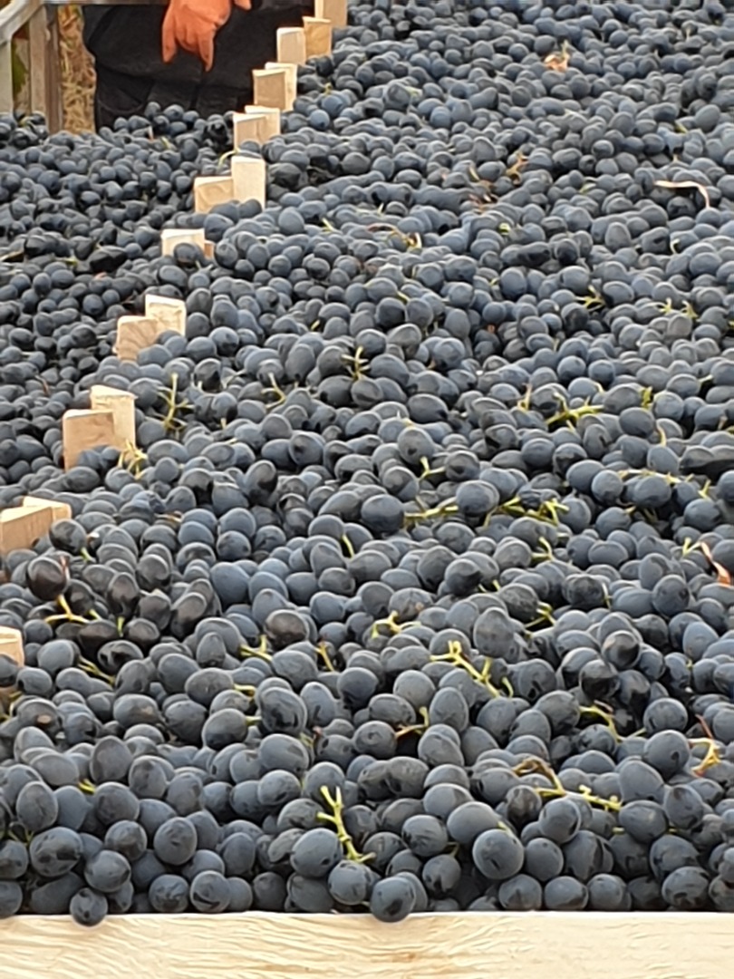 Moldovan black grapes
