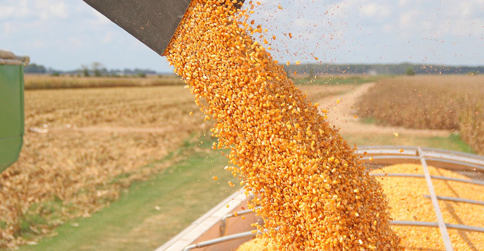Ladies and Gentlemen, STILLON LLC has the ability to deliver feed maize to the territory of the Republic of Poland