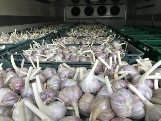 I will sell garlic from my own farm, 45-50