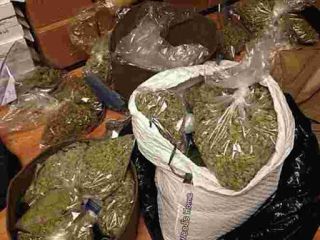 Hello, Quality marijuana strains of many type grate AA+,SOUR