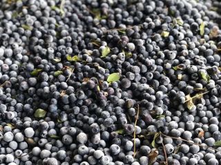 I will sell a frozen blueberry from Ukraine, not