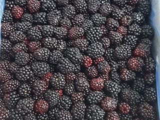 I am selling a frozen blackberry from Serbia. Class
