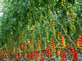we are cultivating and selling different varieties fresh tomatoes