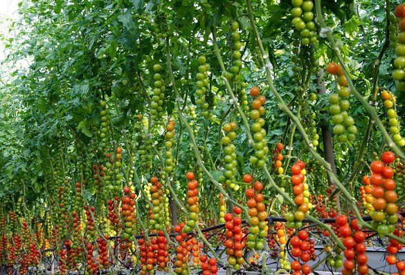 we are cultivating and selling different varieties fresh tomatoes