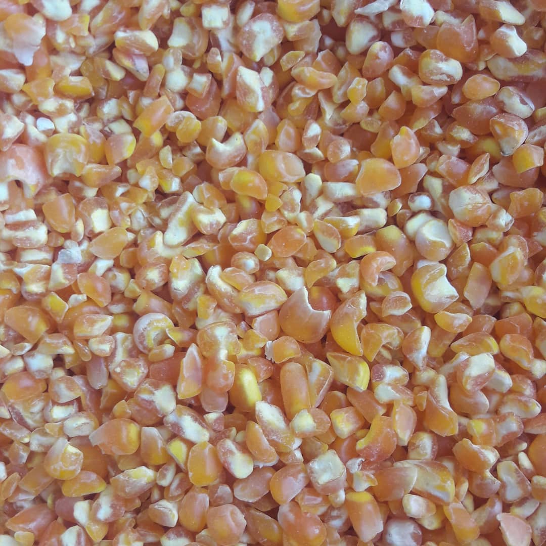Rich in high quality vitamins Pure natural Bags Organic Sweet Dry Baby Corn Yellow Maize Corn Grit