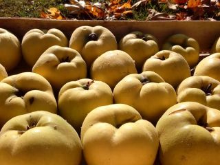 Feel free to buy. The fruit is perfect as