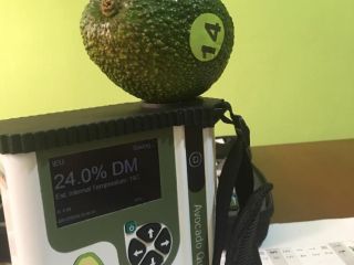 Good morning, We offer you Fuerte avocados from Tanzania