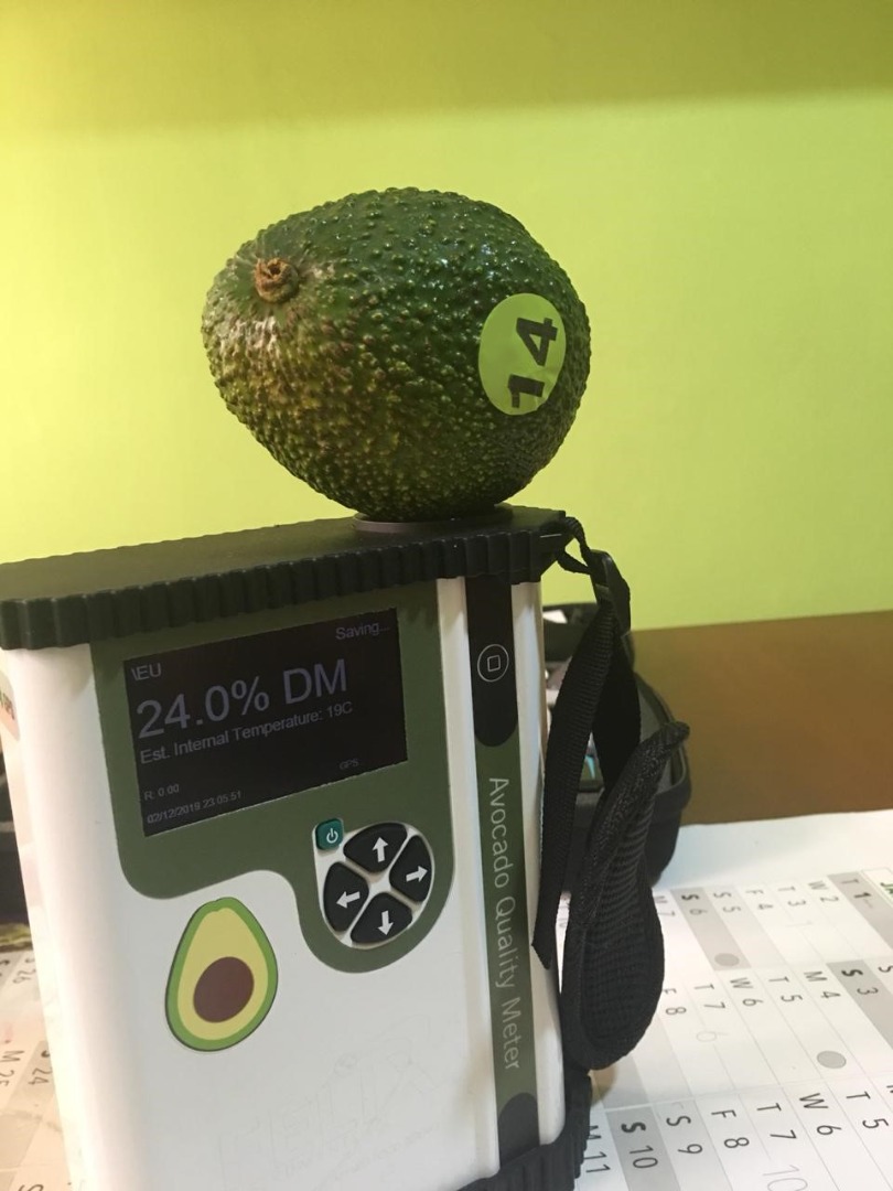 Good morning, We offer you Fuerte avocados from Tanzania or Kenya