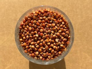 Red Sorghum Moisture: 14% max Foreign matter: 2% max