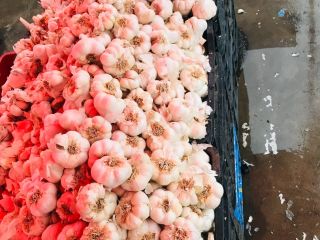 Romanian garlic, super quality I super