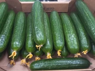 A leading producer of cucumbers on the eastern markets