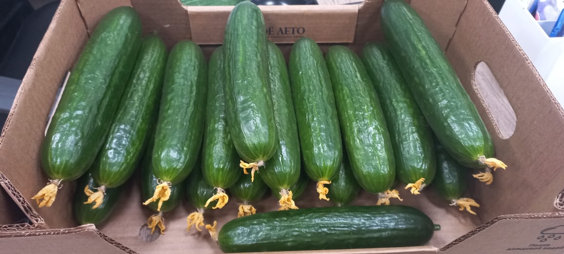 A leading producer of cucumbers on the eastern markets and more