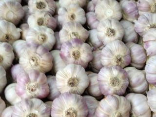 Hello, Polish Harnaś garlic for sale, in bulk. Garlic