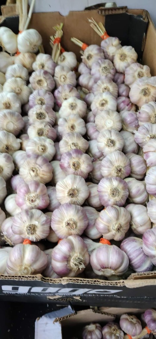 Hello, Polish Harnaś garlic for sale, in bulk