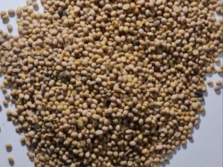 GMO soya from Ukraine Moisture up to 12% Protein