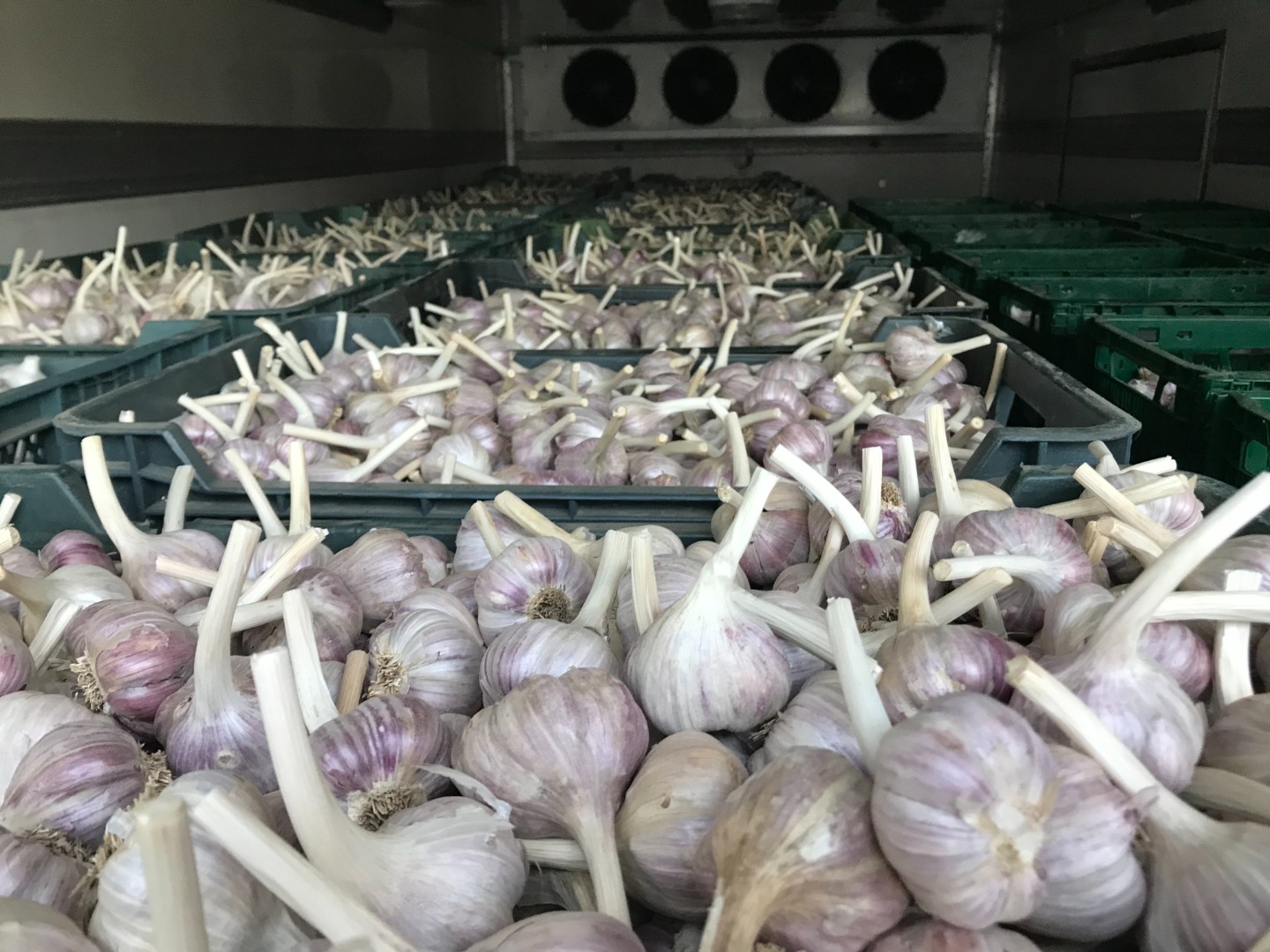 I will sell my own farm garlic, size 45-50