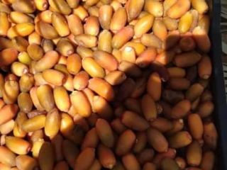Hello, I am selling dates straight from Libya. Various