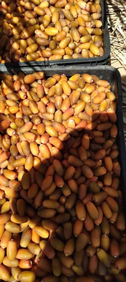 Hello, I am selling dates straight from Libya