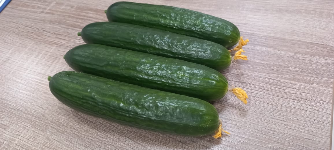 medium cucumber fruit smooth mass, standard with a flower