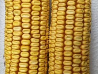 I will sell 10 tons of yellow fodder maize