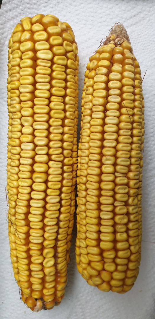 I will sell 10 tons of yellow fodder maize from the farm in Nagyszénás (Békés, Hungary)