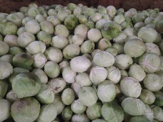 I will sell cabbage, industrial Ambrosia variety 3-6 kg