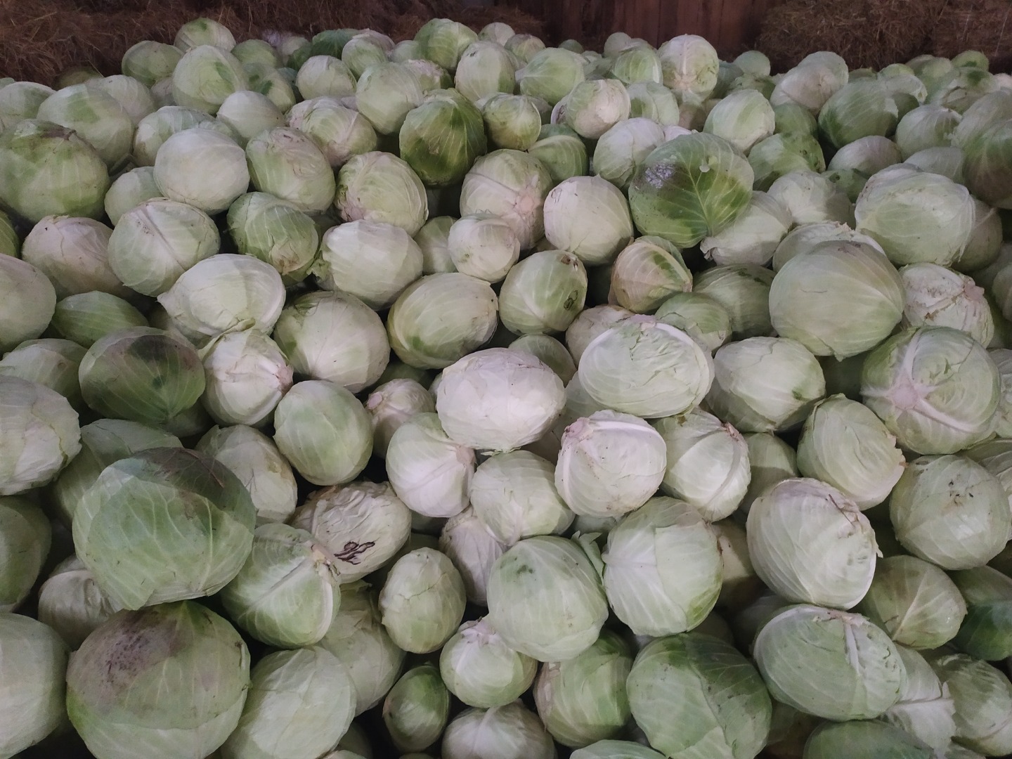 I will sell cabbage, industrial Ambrosia variety 3-6 kg