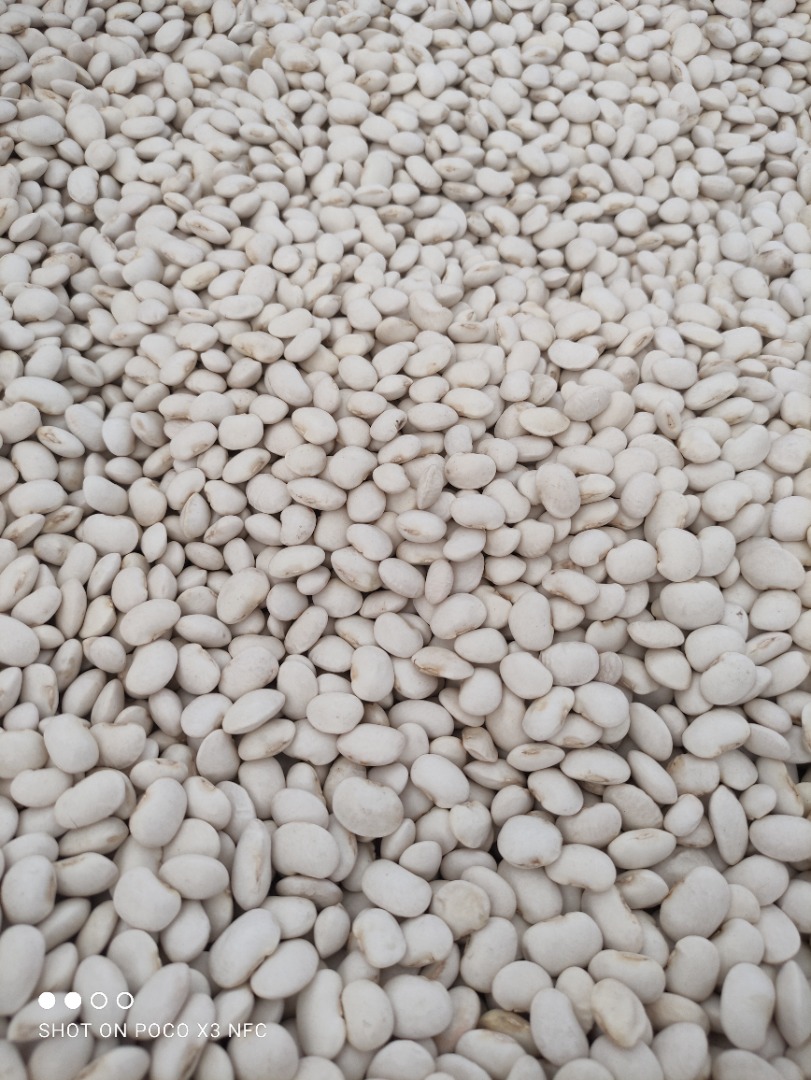 I will sell wholesalers of dwarf beans 100/120 pcs / 100gr, beans 70-80 / 100g