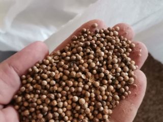 Selling coriander 99% purity, 84 tons