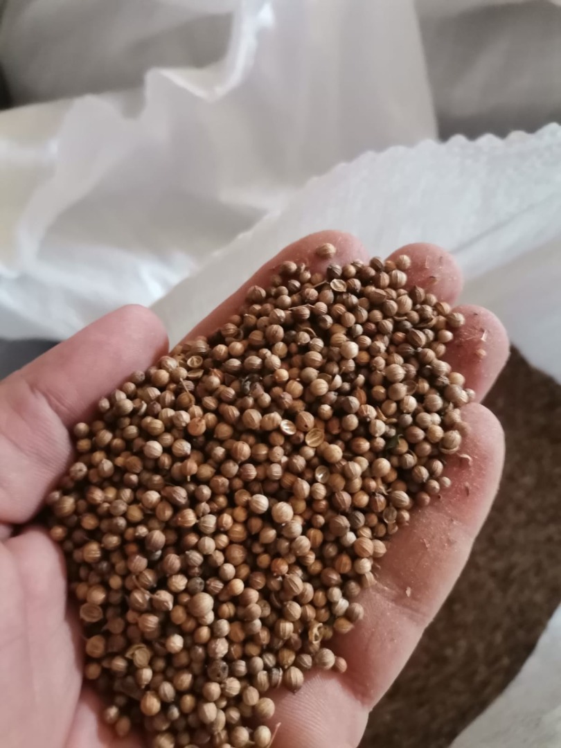 Selling coriander 99% purity, 84 tons