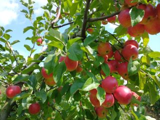 We have 20 tons of Rubinstar apples for sale,