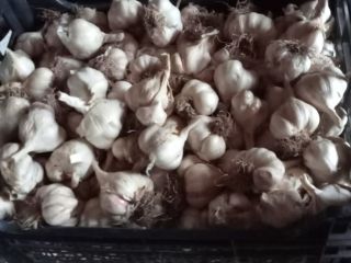 Summer garlic-com Răchiteni, Iași County