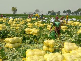 we are Producer , Processes and Exporters all Kinds
