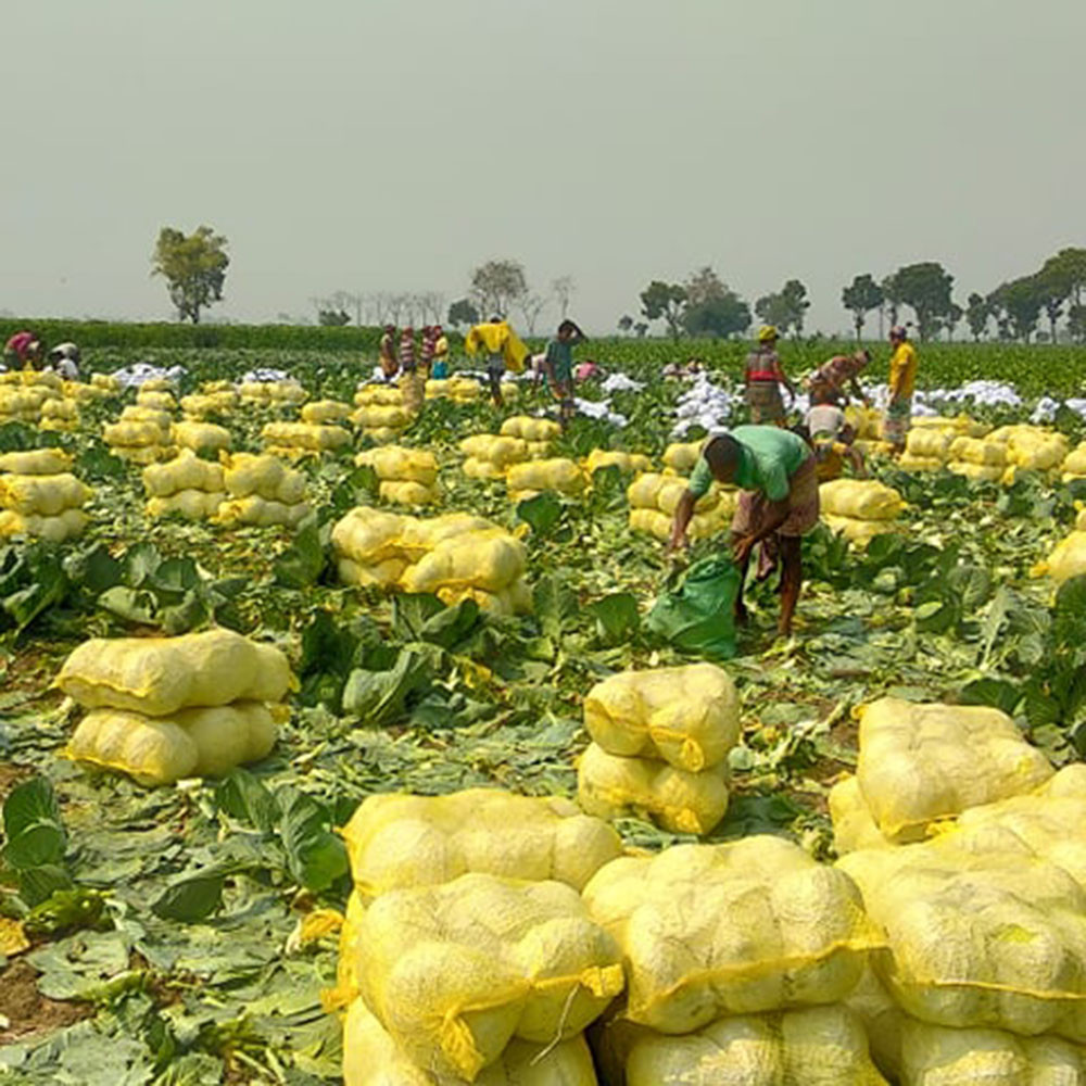 we are Producer , Processes and Exporters all Kinds of vegetable fruit, nut & Seeds, Spices Right now we have Bulk quantity Farm Fresh Cabbages, Pumpkin