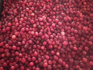 I will sell fresh cranberries from Belarus. Carton 10