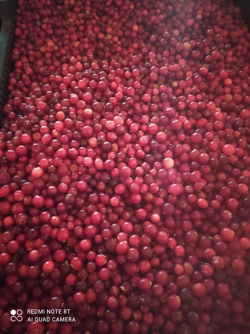 I will sell fresh cranberries from Belarus