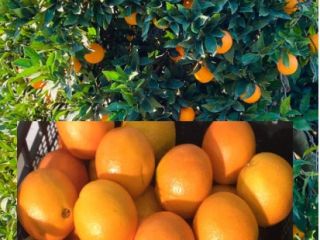 As a producer, I will be offering Navelina oranges