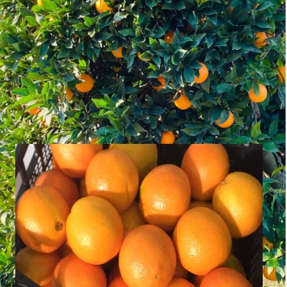 As a producer, I will be offering Navelina oranges in a few days, caliber 3-4 in 15-kilo cartons and caliber 5-6 in two-kilo nets