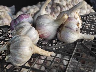 I will sell 500 kg of garlic cut with