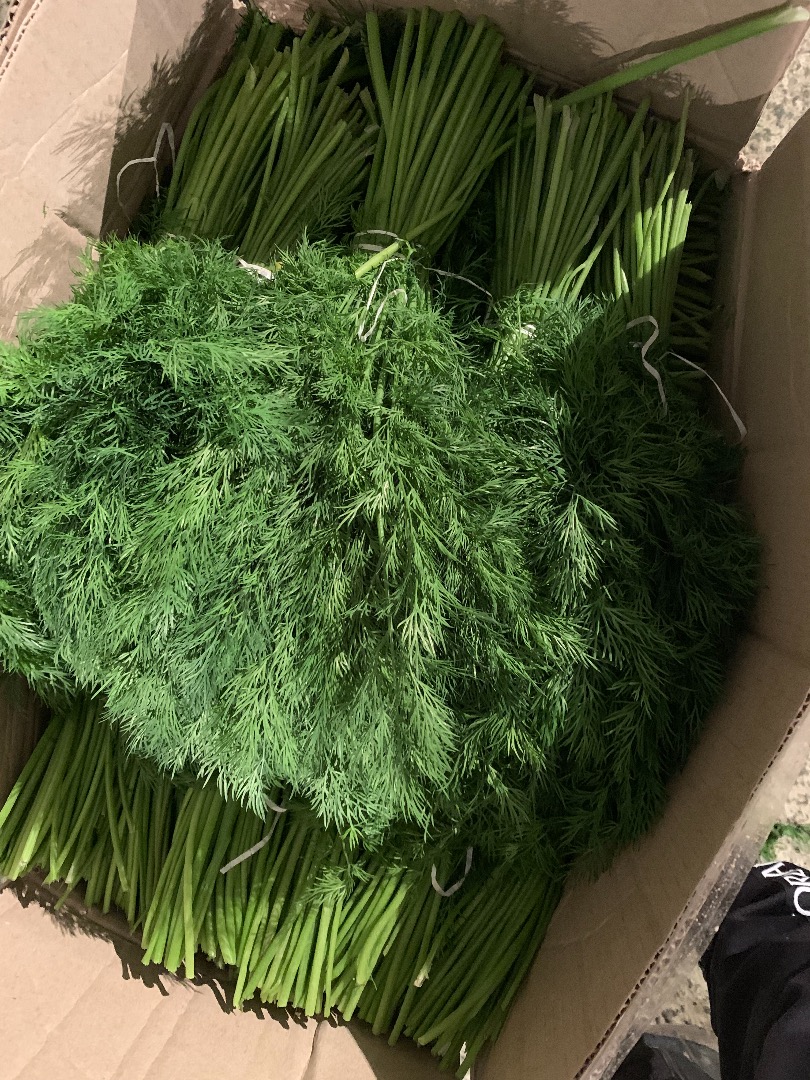 Hello Our Company Are Exporting Fresh Vegetables! FRESH DILL ( Koper ) Fresh Parsley High Quality!