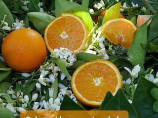 I will sell Spanish oranges from the Valencian community,
