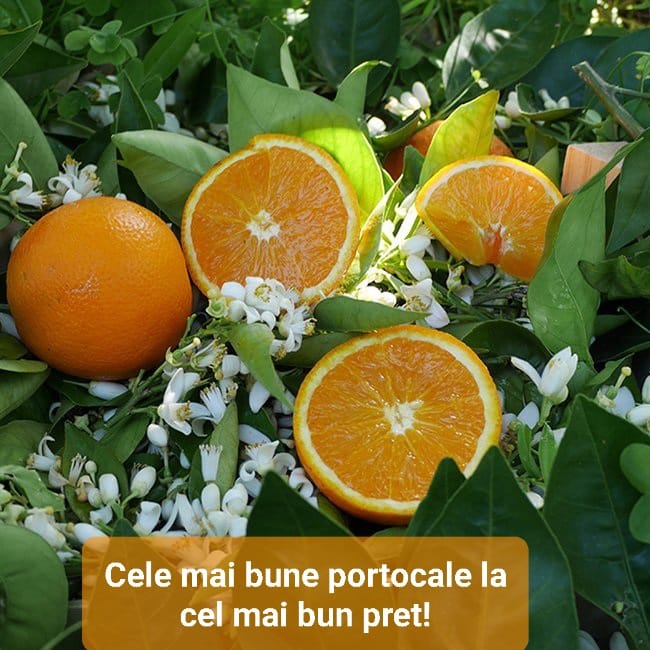 I will sell Spanish oranges from the Valencian community, Navelina Fuji moto variety, the sweetest and tastiest, straight from the field