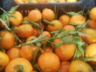 I am selling Spanish clementine mandarins, first quality Clemenules