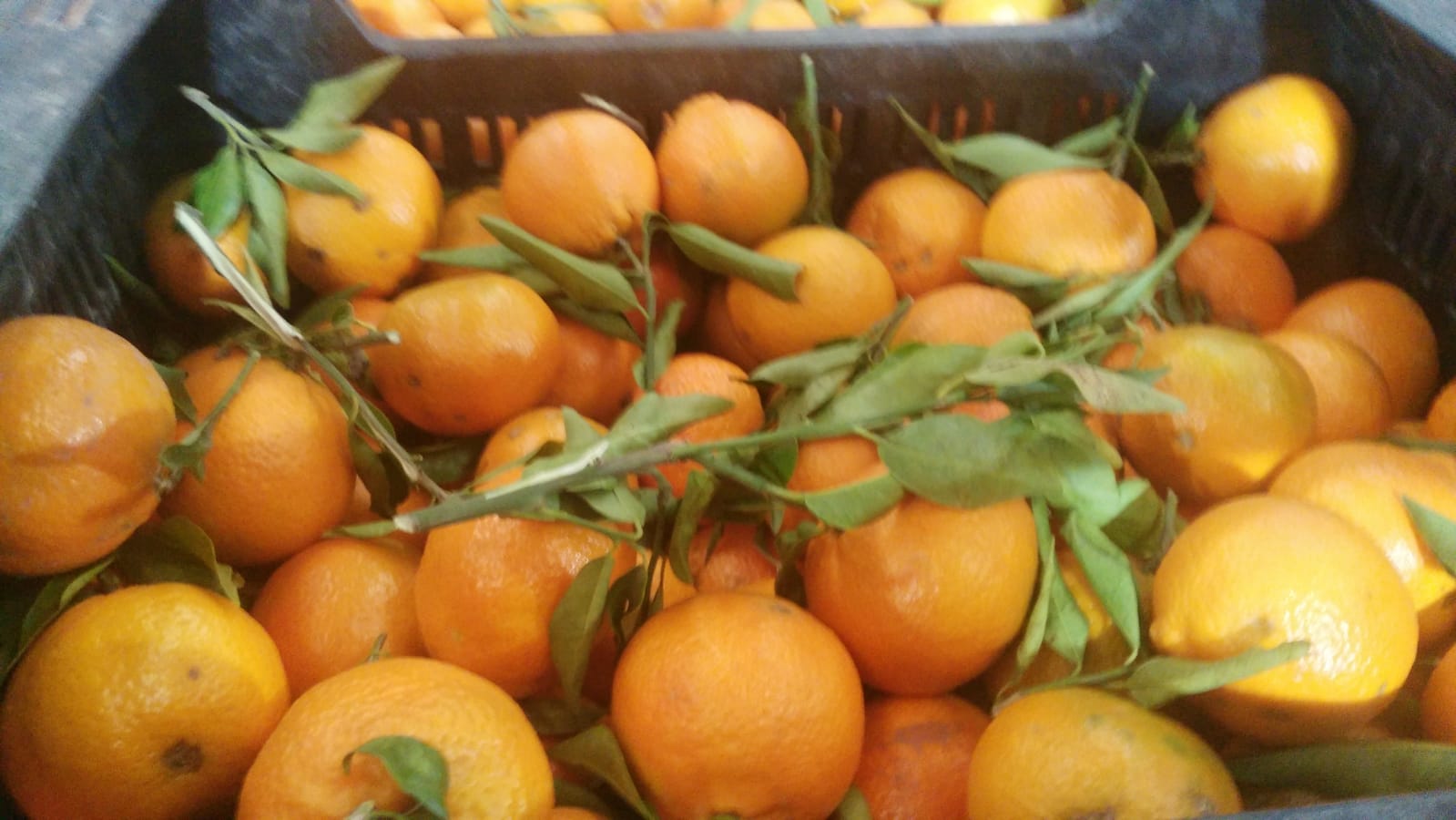 I am selling Spanish clementine mandarins, first quality Clemenules variety, calibers 3 and 4 with leaves, 10kg box, directly from the field, price 0.76 € /