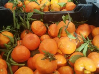 I am selling Spanish clementine mandarins, the first quality