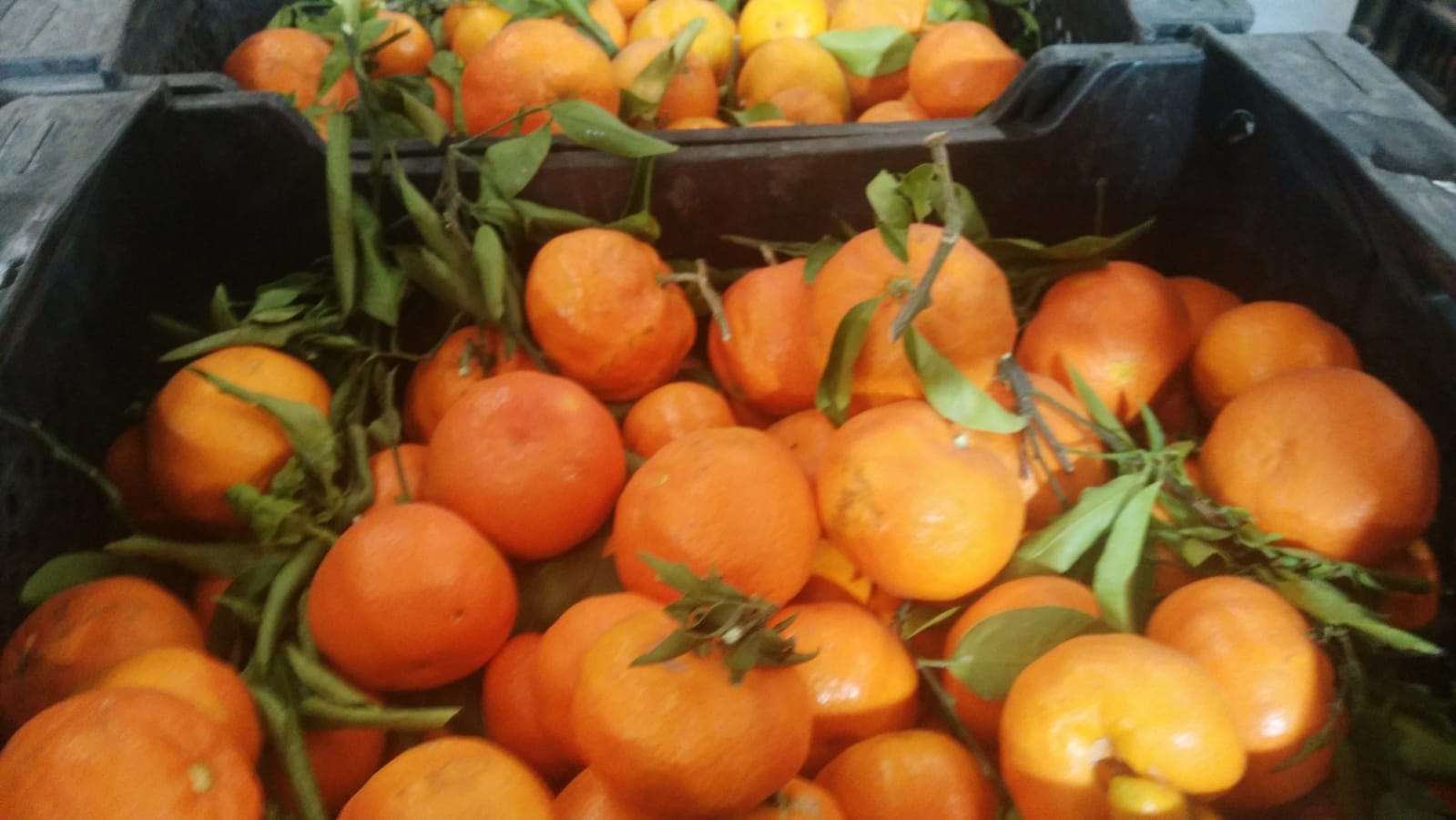 I am selling Spanish clementine mandarins, the first quality Clemenules variety, directly from the field