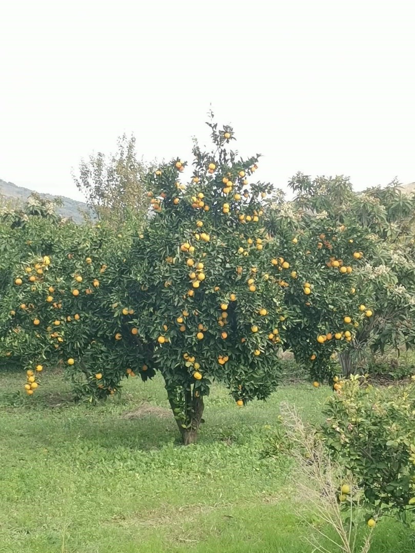 We are a family business that has been cultivating our own orange plantations in Arta since 1992, and we have an EU certificate